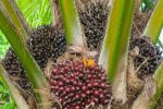 Penyebab Harga Sawit Turun Hari ini