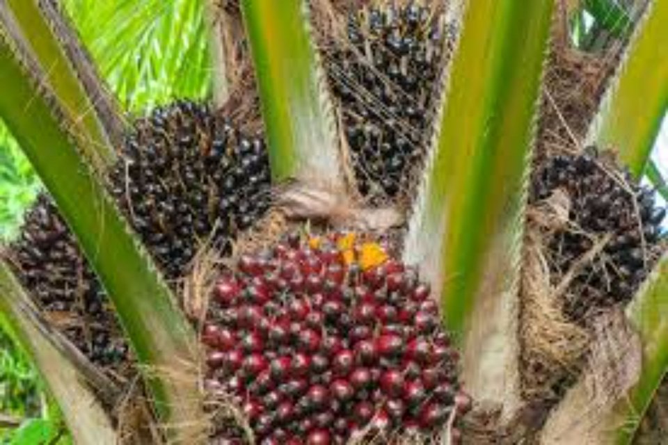 Penyebab Harga Sawit Turun Hari ini