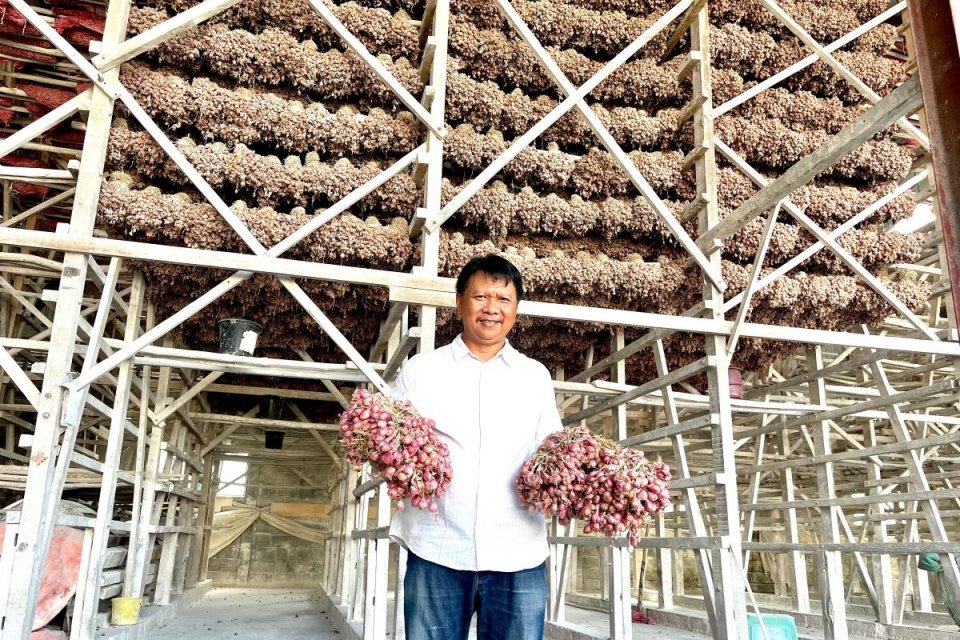 bawang merah