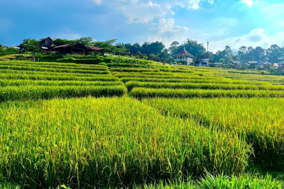 Kawasan Kampung Organik Brenjonk menjadi pusat edukasi pertanian organik yang menggabungkan produksi, pelatihan, dan wisata berbasis komunitas.