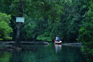 Hutan mangrove Sigending Berau
