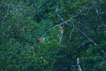 Hutan mangrove Sigending Berau