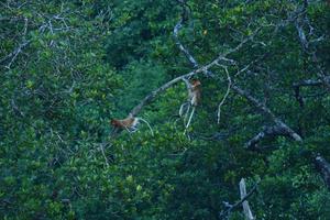 Hutan mangrove Sigending Berau