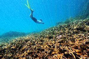 Terumbu karang Pulau Balikukup Berau