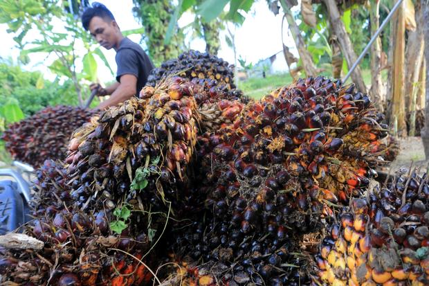 Penurunan harga referensi komoditas minyak kelapa sawit
