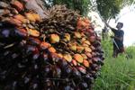 Penurunan harga referensi komoditas minyak kelapa sawit