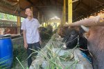 Koperasi Ternak LIterasi Lamongan - Binaan BI