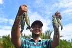 Budidaya udang dan bandeng di kawasan pesisir Berau
