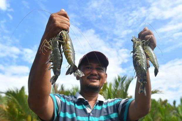 Budidaya udang dan bandeng di kawasan pesisir Berau