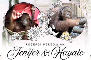 Perjodohan Orangutan Kalimantan di Jepang