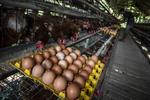 Upaya stabilisasi harga telur di tingkat peternak