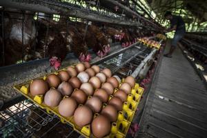 Upaya stabilisasi harga telur di tingkat peternak