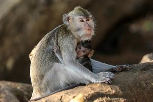 Populasi monyet ekor panjang