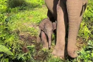 Anak Gajah Lahir di Tesso Nilo