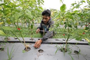 Irigasi tetes solusi tanam cabai musim kemarau