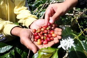 Alokasi anggaran untuk bibit kopi arabika Gayo