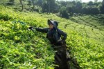 Ruang Juang Perempuan Perkebunan Teh Kabupaten Bandung