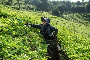 Ruang Juang Perempuan Perkebunan Teh Kabupaten Bandung