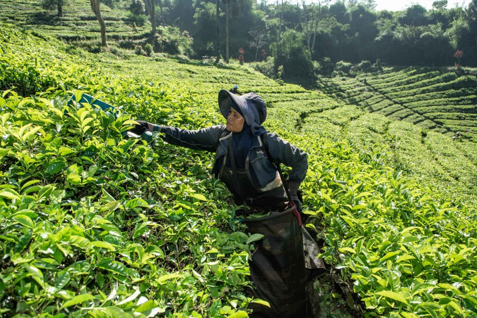 Nyai Sunarsih memetik daun teh menggunakan alat pemotong di Perkebunan Teh Malabar, Pangalengan, Kabupaten Bandung.