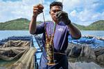 Budi daya lobster mutiara di Lombok