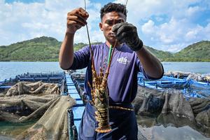 Budi daya lobster mutiara di Lombok