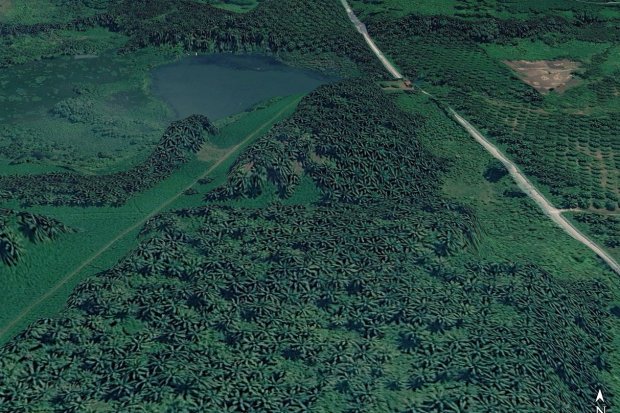 Ada Kebun Sawit Ratusan Hektare Dekat Jakarta, Milik Siapa?
