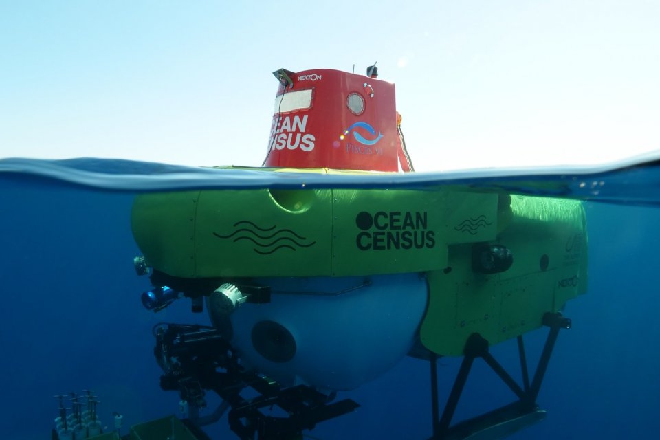 Yayasan filantropi Jepang The Nippon Foundation dan organisasi eksplorasi laut Inggris Nekton Foundation menginisiasi proyek eksplorasi laut skala global bernama Ocean Census pada 2023. Proyek ini telah menemukan ribuan spesies baru.