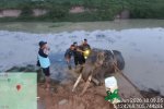 Gajah Indra di Taman Nasional Way Kambas