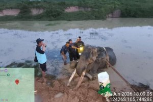 Gajah Indra di Taman Nasional Way Kambas