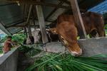 Optimalisasi produktivitas ternak sapi di Sulawesi Tenggara