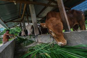 Optimalisasi produktivitas ternak sapi di Sulawesi Tenggara
