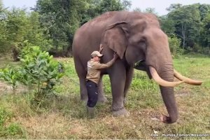 Gajah Indro di Taman Nasional Tesso Nilo