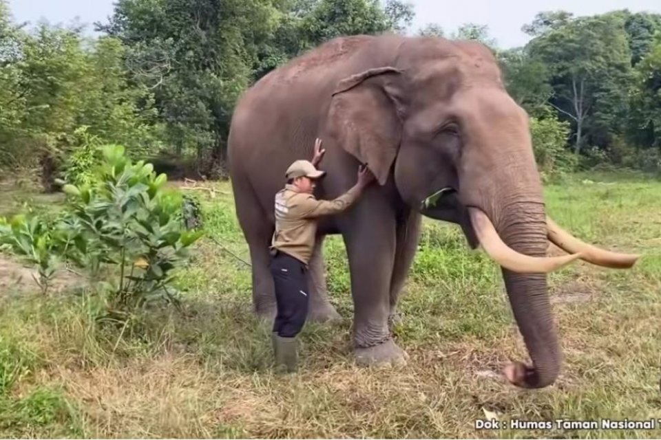 Gajah Indro tutup usia pada Senin, 29 Juni 2026. Selama 22 tahun, Indro menjadi bagian dari Flying Squad Tesso Nilo, unit yang bertugas menggiring kawanan gajah liar kembali ke hutan sebelum memasuki kebun dan permukiman warga.