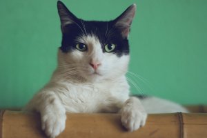 Steril kucing