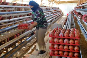 Harga telur di Temanggung turun drastis