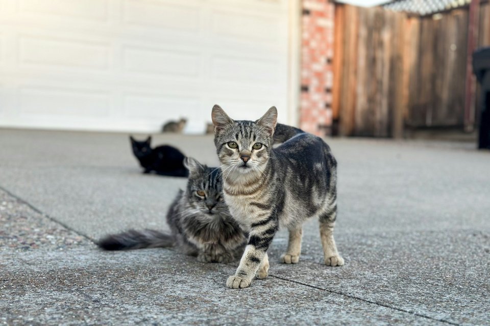 Traktir Kucing