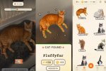 Catchcat 
