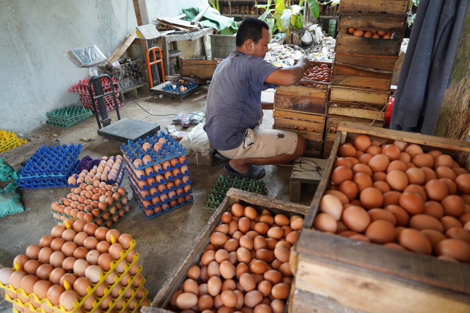 telur, peternak, harga telur, SPPG