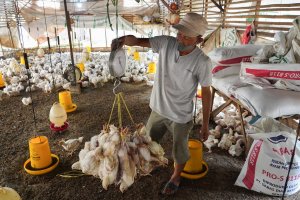 Cerita Peternak Ayam Kala Anjloknya Harga Jual dan Naiknya Biaya Pakan (Foto: Katadata/Fauza Syahputra)