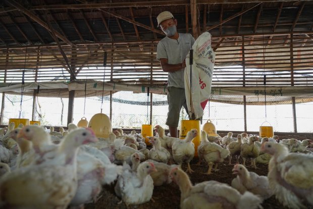 Cerita Peternak Ayam Kala Anjloknya Harga Jual dan Naiknya Biaya Pakan (Foto: Katadata/Fauza Syahputra)