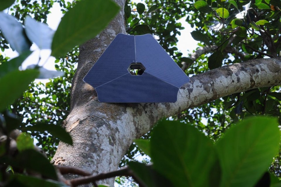 Rainforest Connection menyebar perangkat teknologi untuk mendengarkan hutan, guna memburu pembalak liar. AI digunakan untuk membedakan suara alam dengan ancaman.