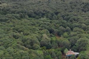 Sumatra Merang Peatland Project