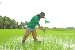 Sawah berkelanjutan yang didukung Rize di An Giang, Vietnam