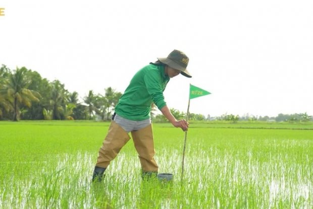 Rockefeller Masuk ke Bisnis Sawah Rendah Emisi Asia Tenggara