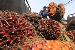 Pemerintah Aceh tetapkan harga TBS kelapa sawit
