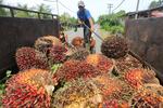 Pemerintah Aceh tetapkan harga TBS kelapa sawit