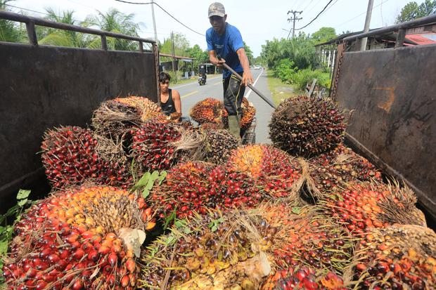 Pemerintah Aceh tetapkan harga TBS kelapa sawit