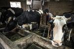 Penguatan sektor peternakan sapi perah