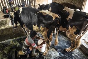 Penguatan sektor peternakan sapi perah