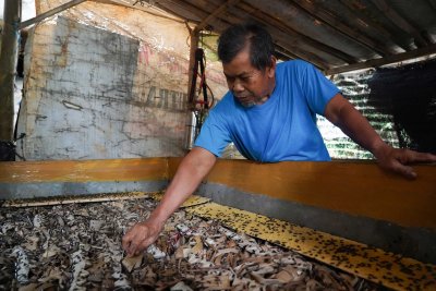 Geliat dan Potensi Budi Daya Jangkrik Kampung Curug (Foto: Katadata/Fauza Syahputra)